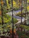 La strada nel bosco